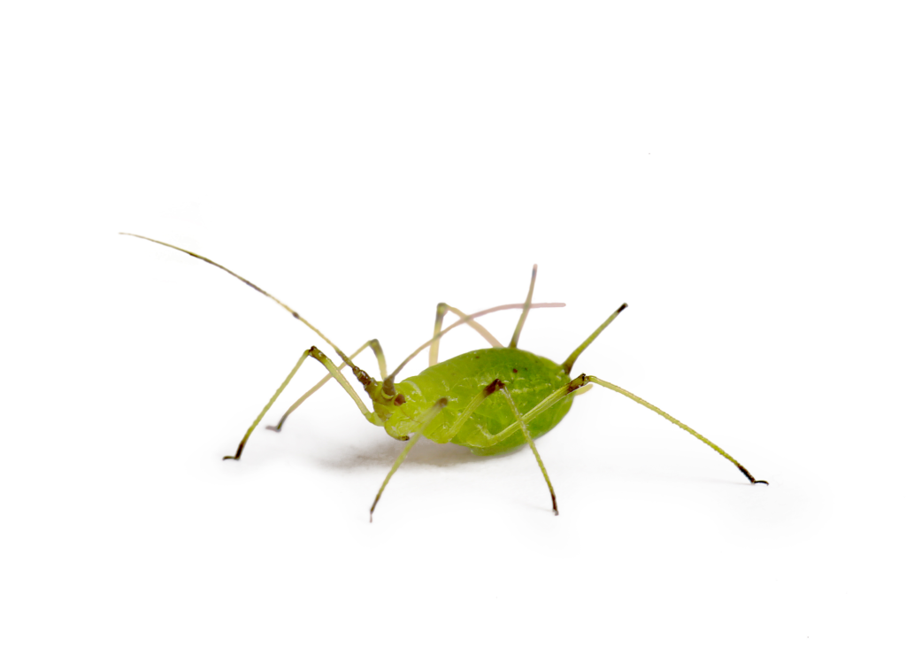 An Aphid on a White Background