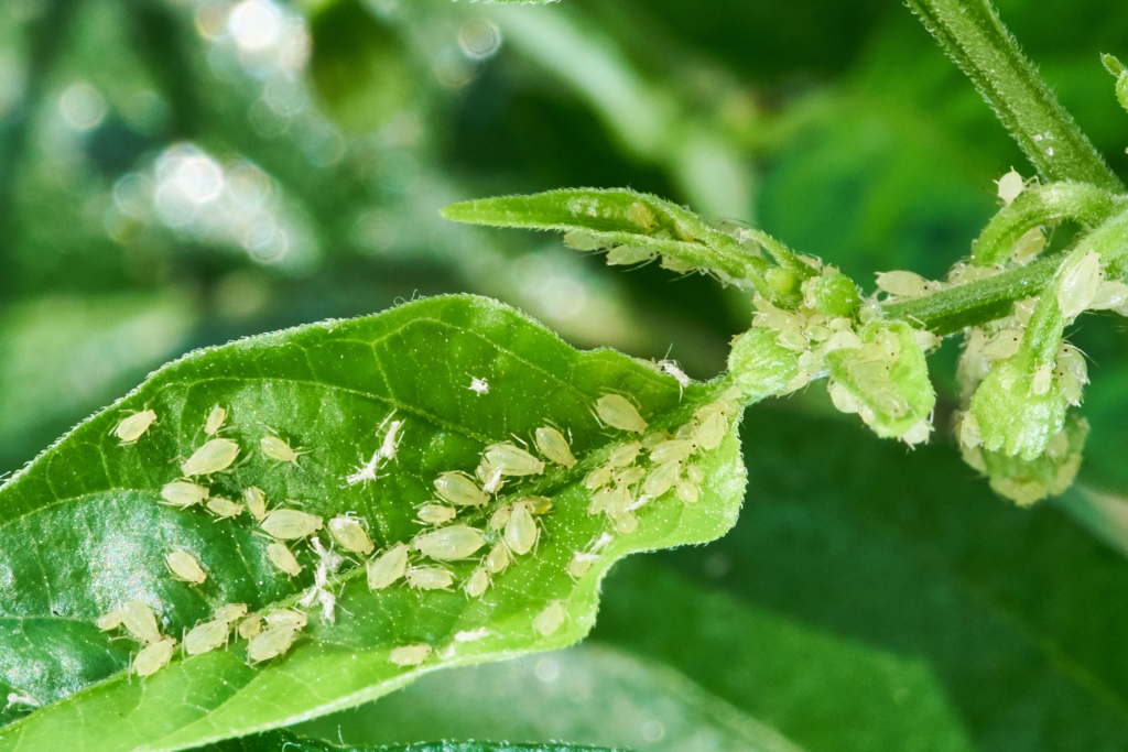 Aphids can be very hard to see