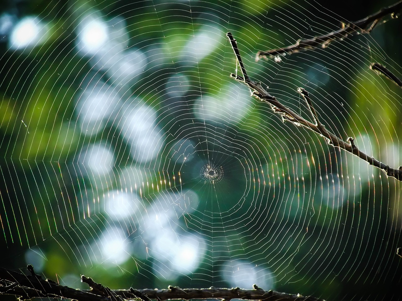 A Spiders Web in a Garden