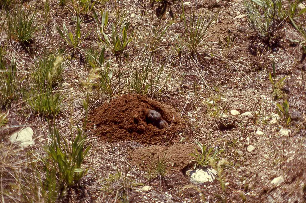 Pocket Gopher Digging