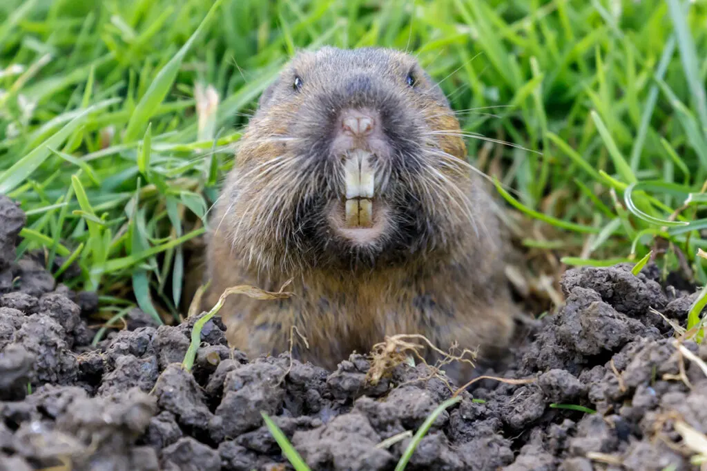 north american gopher