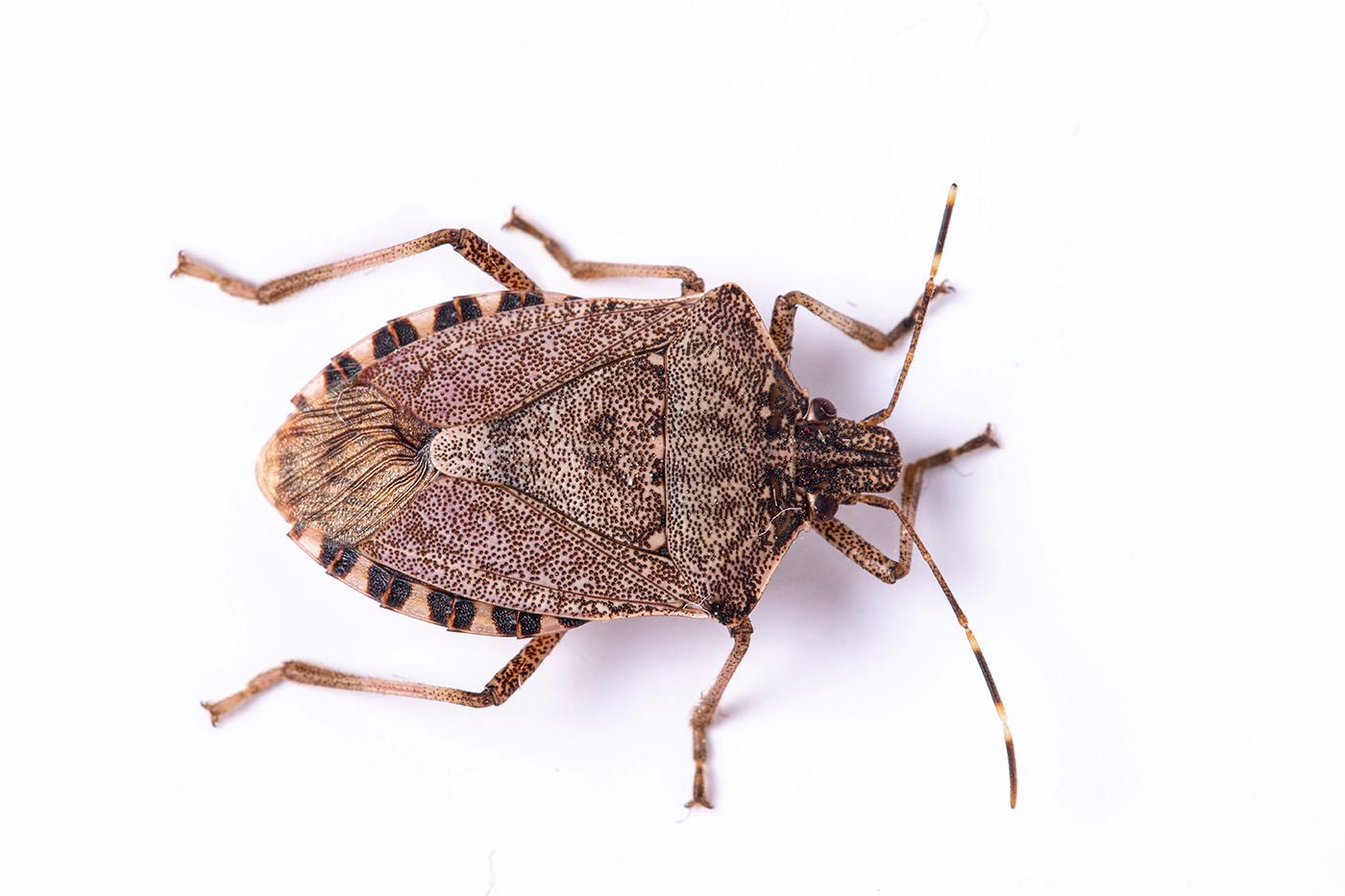 Brown Marmorated Stink Bugs: Identifying, Preventing, and Eliminating