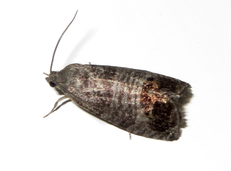 Codling Moth Taken by David Short from Windsor, UK, CC BY 2.0