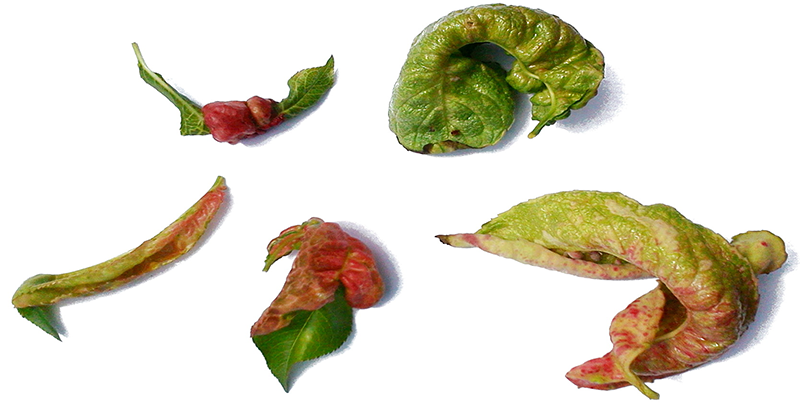 Examples of Peach Leaf Curl
