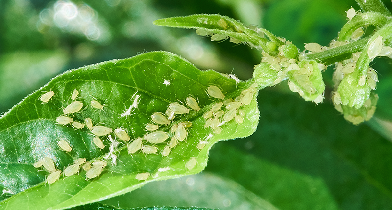 Peach Leaf Curl and Aphid Infestations are Often Confused