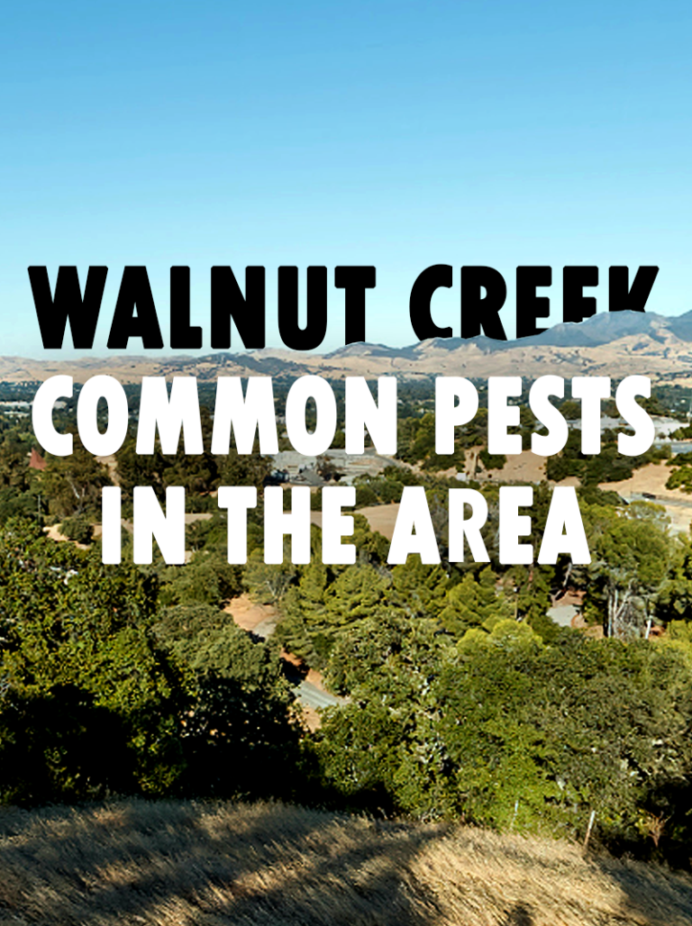 Walnut Creek Common Pests