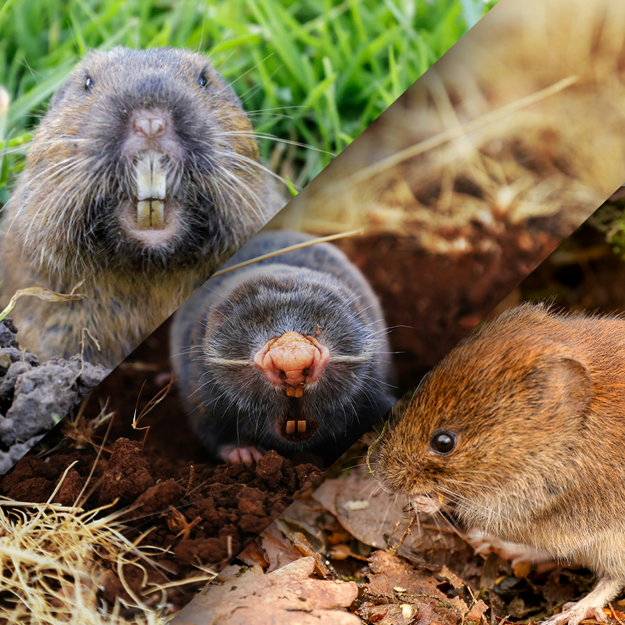 Burrowing Animal Pest Control Services in Campbell, CA
