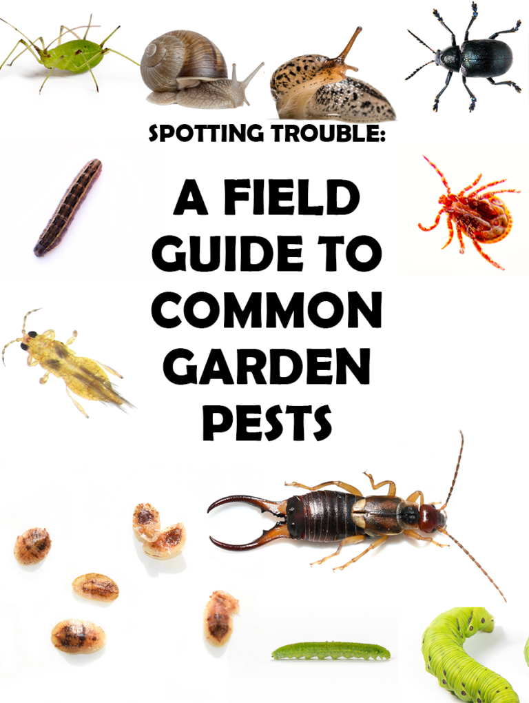 Spotting Trouble A Field Guide to Common Garden Pests