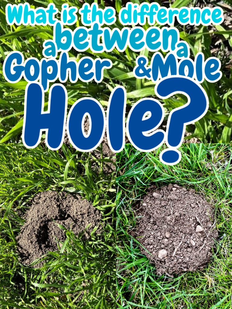 What is the difference between a Gopher hole & a Mole hole