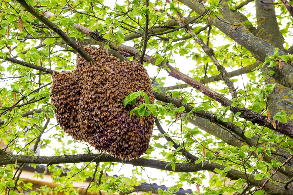 Honey Bee Hive