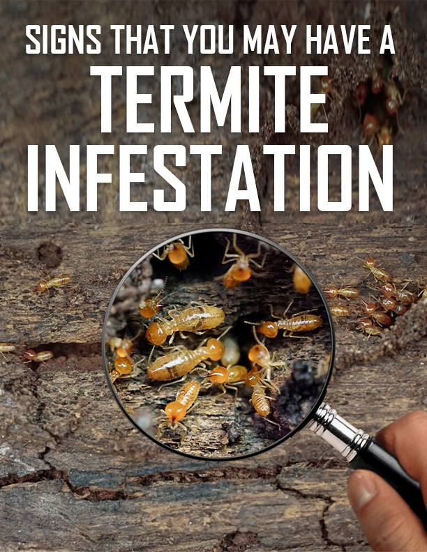 Signs That You May Have a Termite Infestation