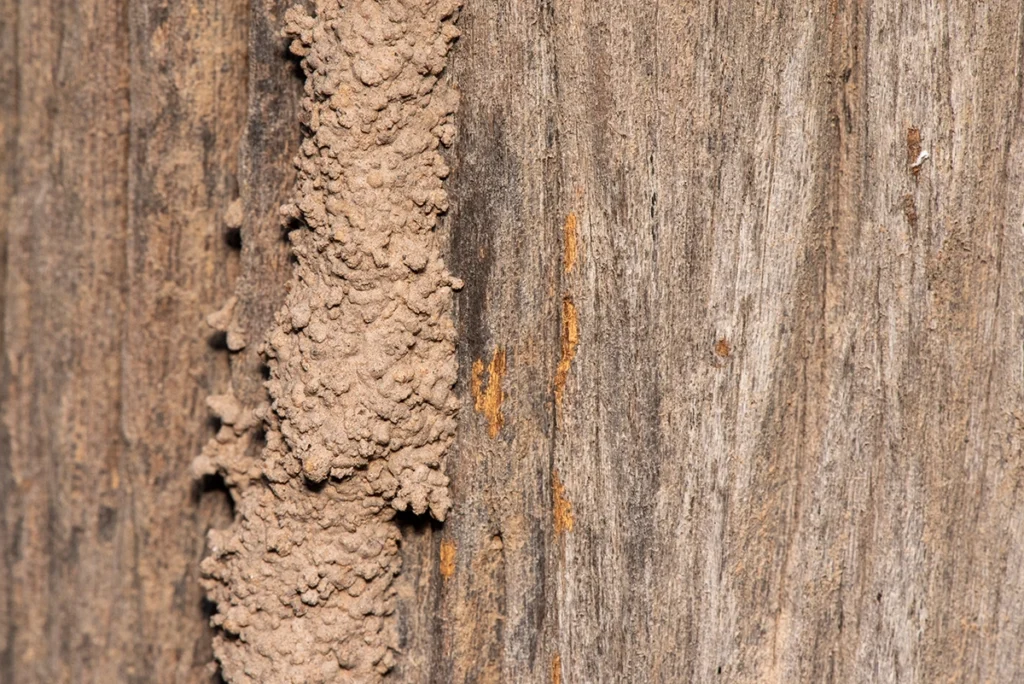 Termite Mud Tube