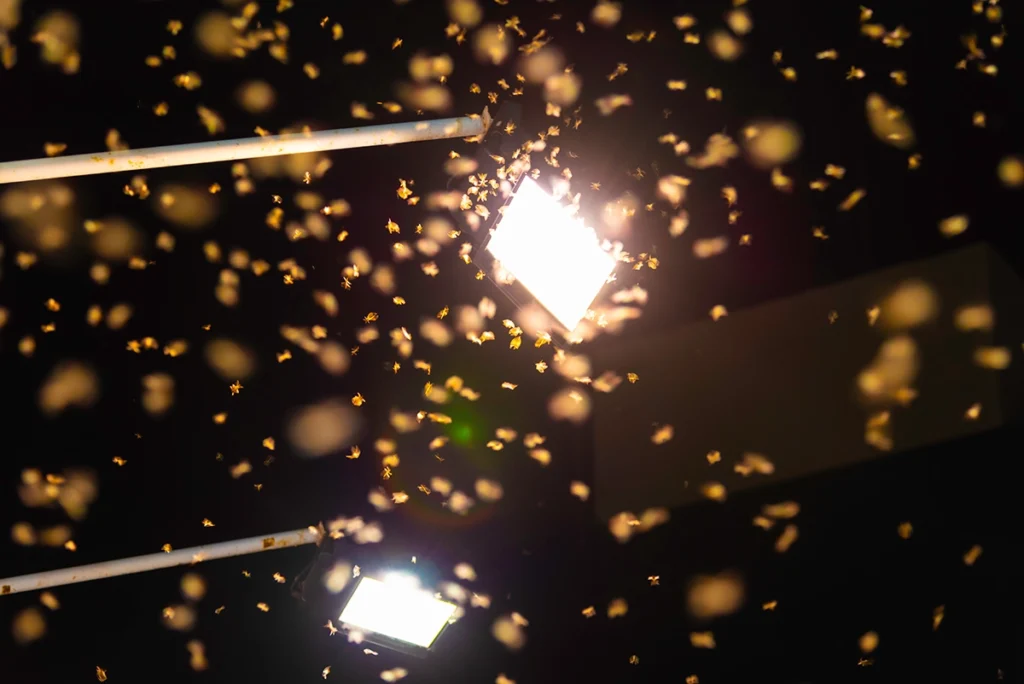 Termite Swarmers under a light