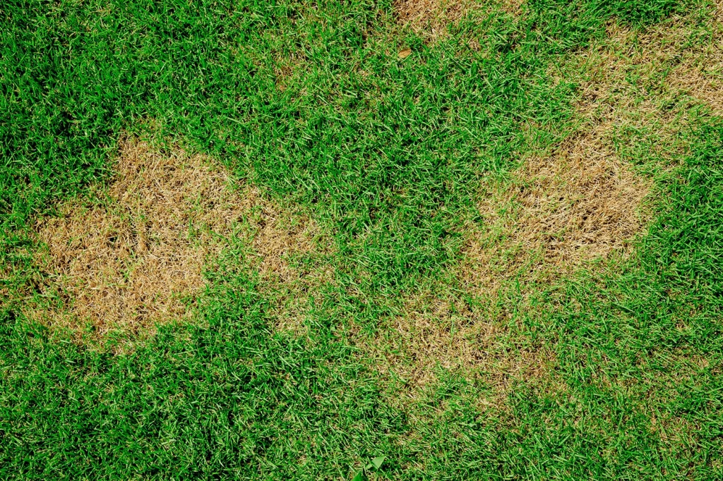 A Grub Damaged Lawn