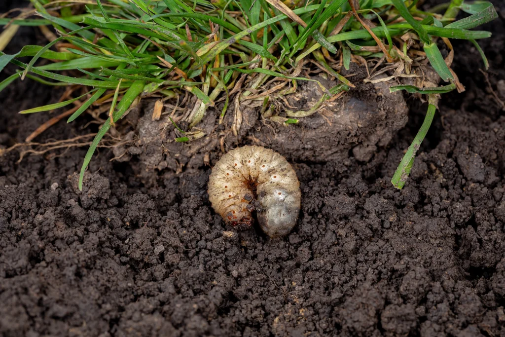 Lift Up Grass Area to Find Grubs