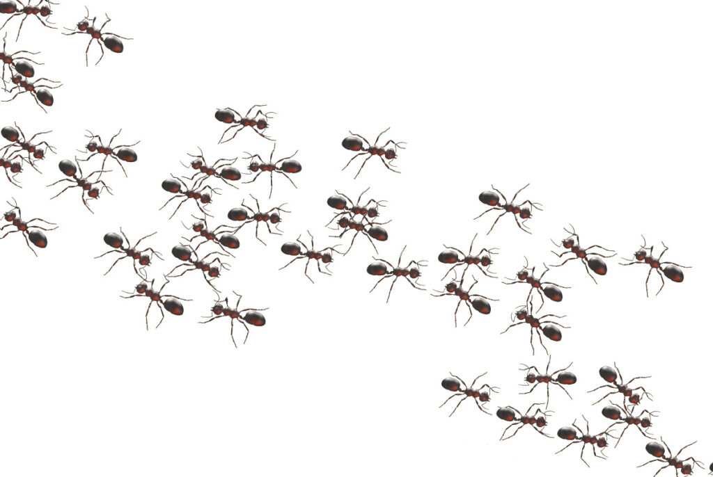 Ant Pest Control in Alameda