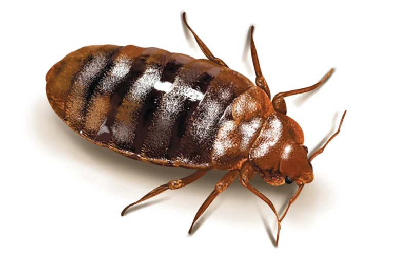 Bed Bug Pest Control Services