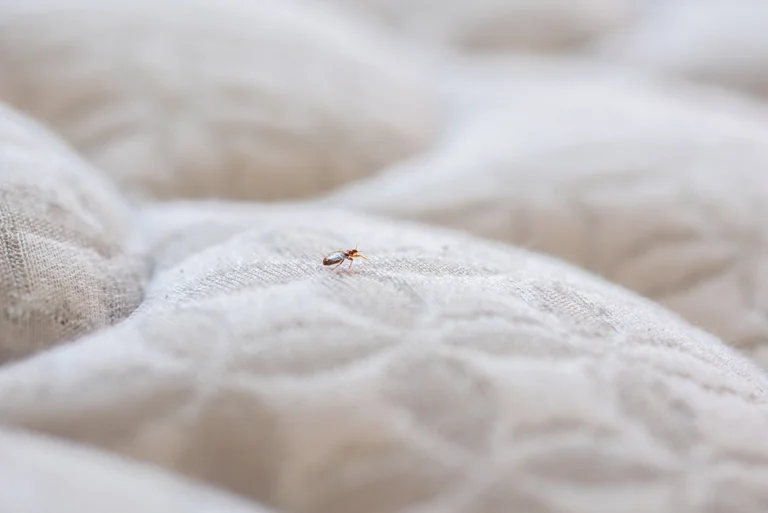 Bed Bug Size