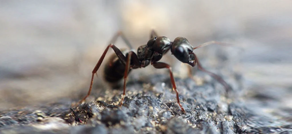 Carpenter Ant Pest Control Services