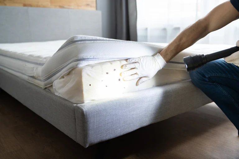 Signs of Bed Bug Infestation